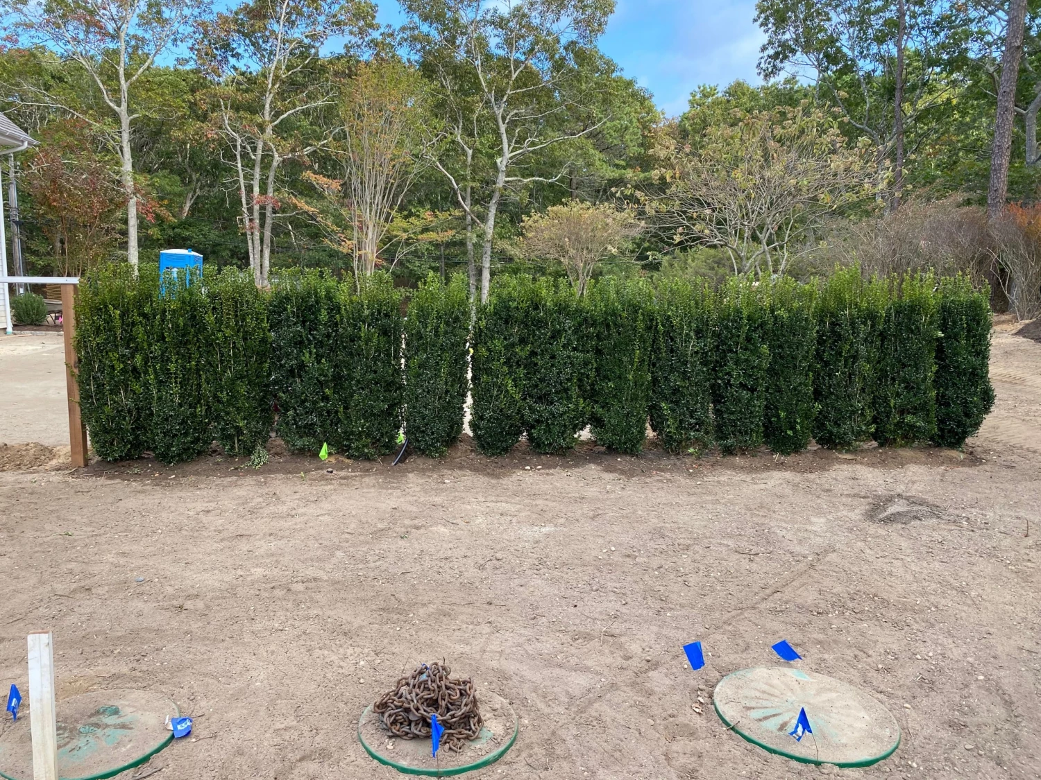 Bay Gardens Boxwood 'Dee Runk' Privacy Plants 9 Bay Gardens Boxwood 'Dee Runk' Privacy Plants