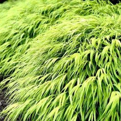 Bay Gardens Deer Resistant Plants Hakonechloa Macra 'All Gold' - Japanese Forest Grass