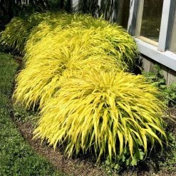 Bay Gardens Deer Resistant Plants Hakonechloa Macra 'All Gold' - Japanese Forest Grass