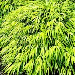 Bay Gardens Deer Resistant Plants Hakonechloa Macra 'All Gold' - Japanese Forest Grass