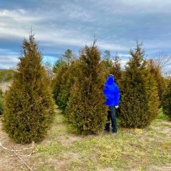 Bay Gardens Arborvitae 'Steeplechase' Privacy Plants