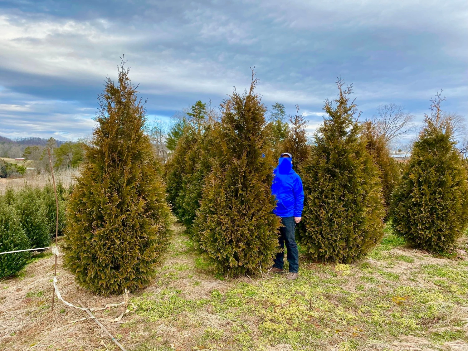 Bay Gardens Arborvitae 'Steeplechase' Privacy Plants 4 Bay Gardens Arborvitae 'Steeplechase' Privacy Plants
