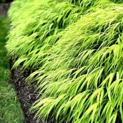 Bay Gardens Deer Resistant Plants Hakonechloa Macra 'All Gold' - Japanese Forest Grass