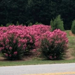 Bay Gardens Crape Myrtle Hopi (Pink) Shade & Flowering Trees 7 Bay Gardens Crape Myrtle Hopi (Pink) Shade & Flowering Trees
