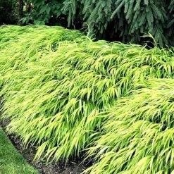 Bay Gardens Deer Resistant Plants Hakonechloa Macra 'All Gold' - Japanese Forest Grass
