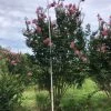 Bay Gardens Crape Myrtle Sioux (pink)
