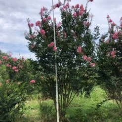 Bay Gardens Crape Myrtle Sioux (pink)