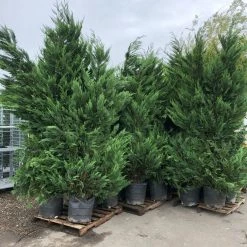Bay Gardens NY Privacy Plants Leyland Cypress