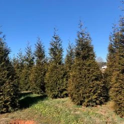 Bay Gardens NY Arborvitae 'Green Giant' Privacy Plants