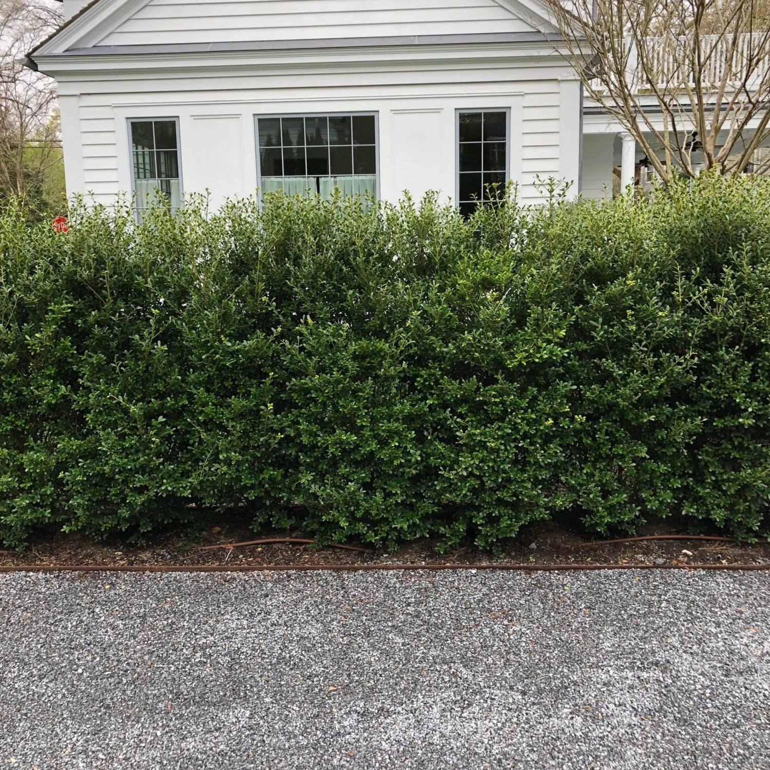 Bay Gardens Ilex Crenata 'Excelsa Schwoebel' Evergreen Shrubs 9 Bay Gardens Ilex Crenata 'Excelsa Schwoebel' Evergreen Shrubs