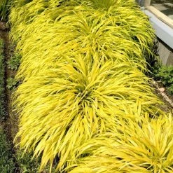 Bay Gardens Deer Resistant Plants Hakonechloa Macra 'All Gold' - Japanese Forest Grass