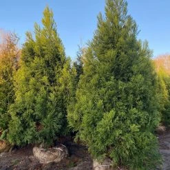 Bay Gardens Privacy Plants Cryptomeria Japonica 'Yoshino' 11 Bay Gardens Privacy Plants Cryptomeria Japonica 'Yoshino'