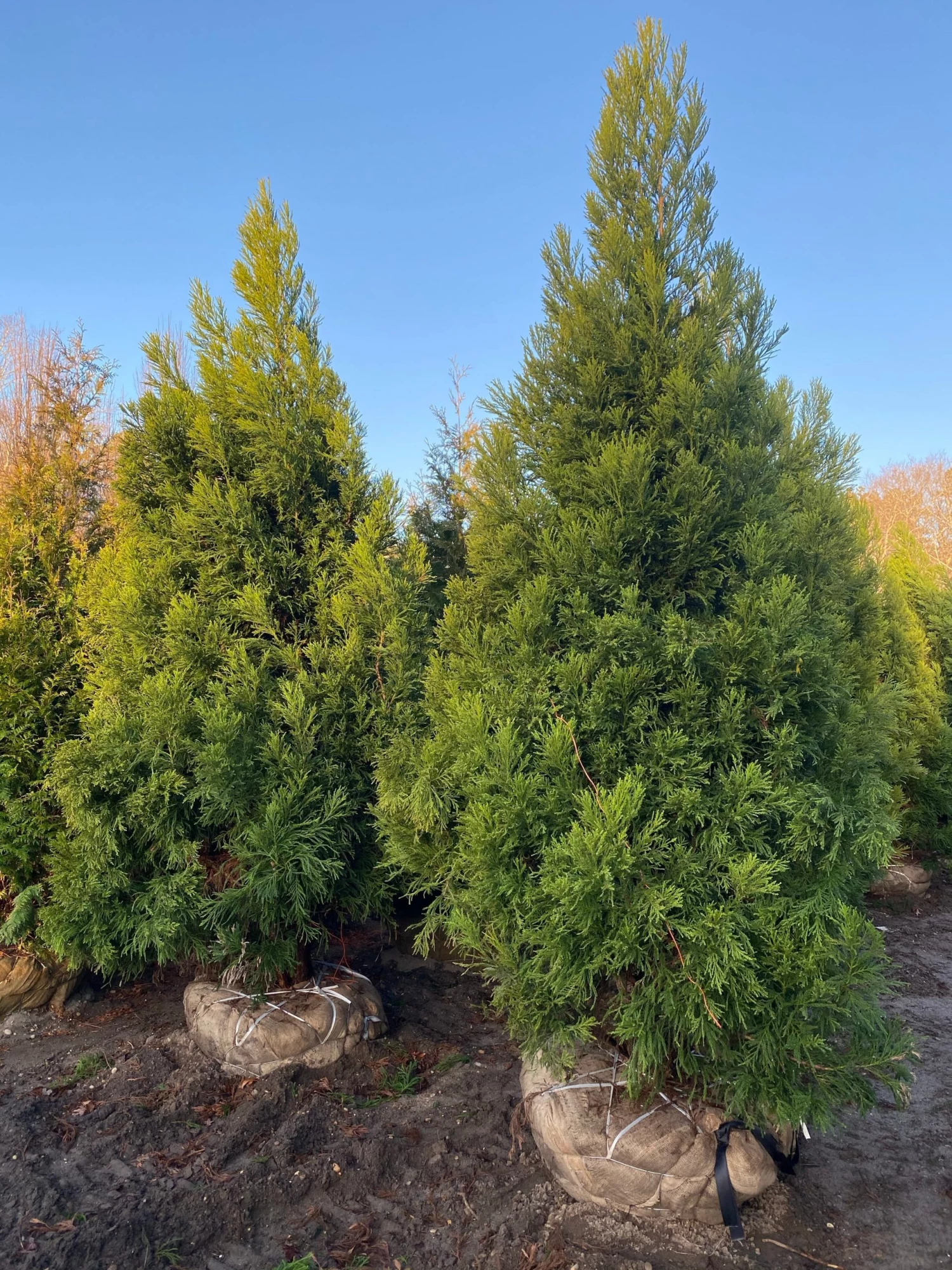 Bay Gardens Privacy Plants Cryptomeria Japonica 'Yoshino' 7 Bay Gardens Privacy Plants Cryptomeria Japonica 'Yoshino'