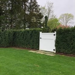 Bay Gardens Ilex Crenata 'Excelsa Schwoebel' Evergreen Shrubs 17 Bay Gardens Ilex Crenata 'Excelsa Schwoebel' Evergreen Shrubs