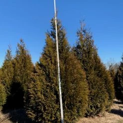 Bay Gardens Arborvitae 'Excelsa' Privacy Plants 13 Bay Gardens Arborvitae 'Excelsa' Privacy Plants