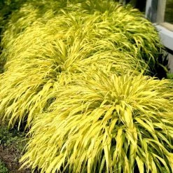 Bay Gardens Deer Resistant Plants Hakonechloa Macra 'All Gold' - Japanese Forest Grass