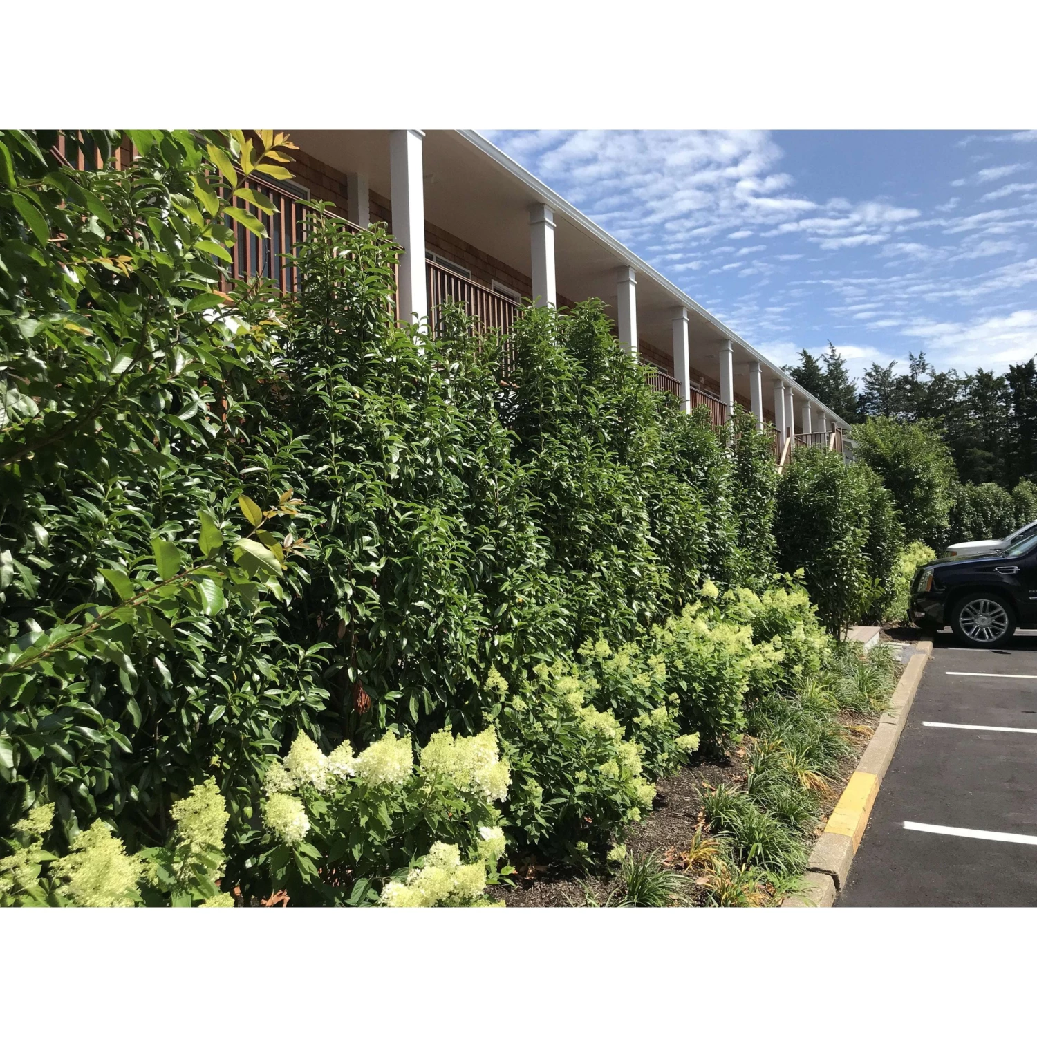 Bay Gardens Laurel 'Mariblon' 11 Bay Gardens Laurel 'Mariblon'