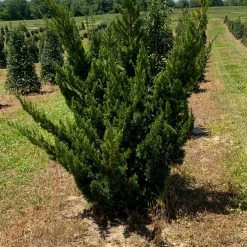 Bay Gardens Ornamental Trees Juniper 'Hollywood'
