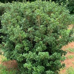 Bay Gardens Privacy Plants Osmanthus Heterophyllus 'Gulftide'