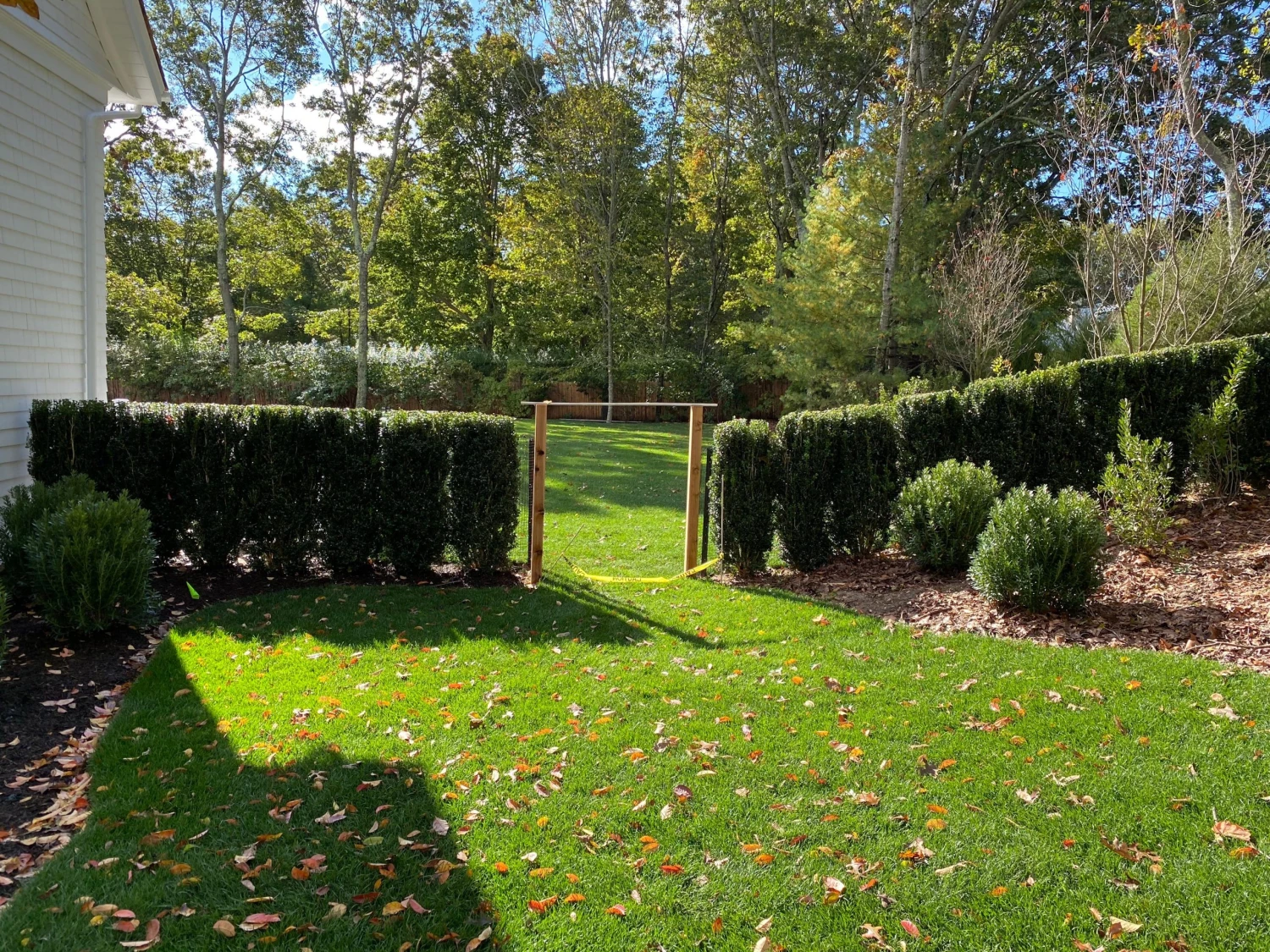 Bay Gardens Boxwood 'Dee Runk' Privacy Plants 6 Bay Gardens Boxwood 'Dee Runk' Privacy Plants