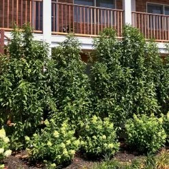 Bay Gardens Laurel 'Mariblon' 20 Bay Gardens Laurel 'Mariblon'