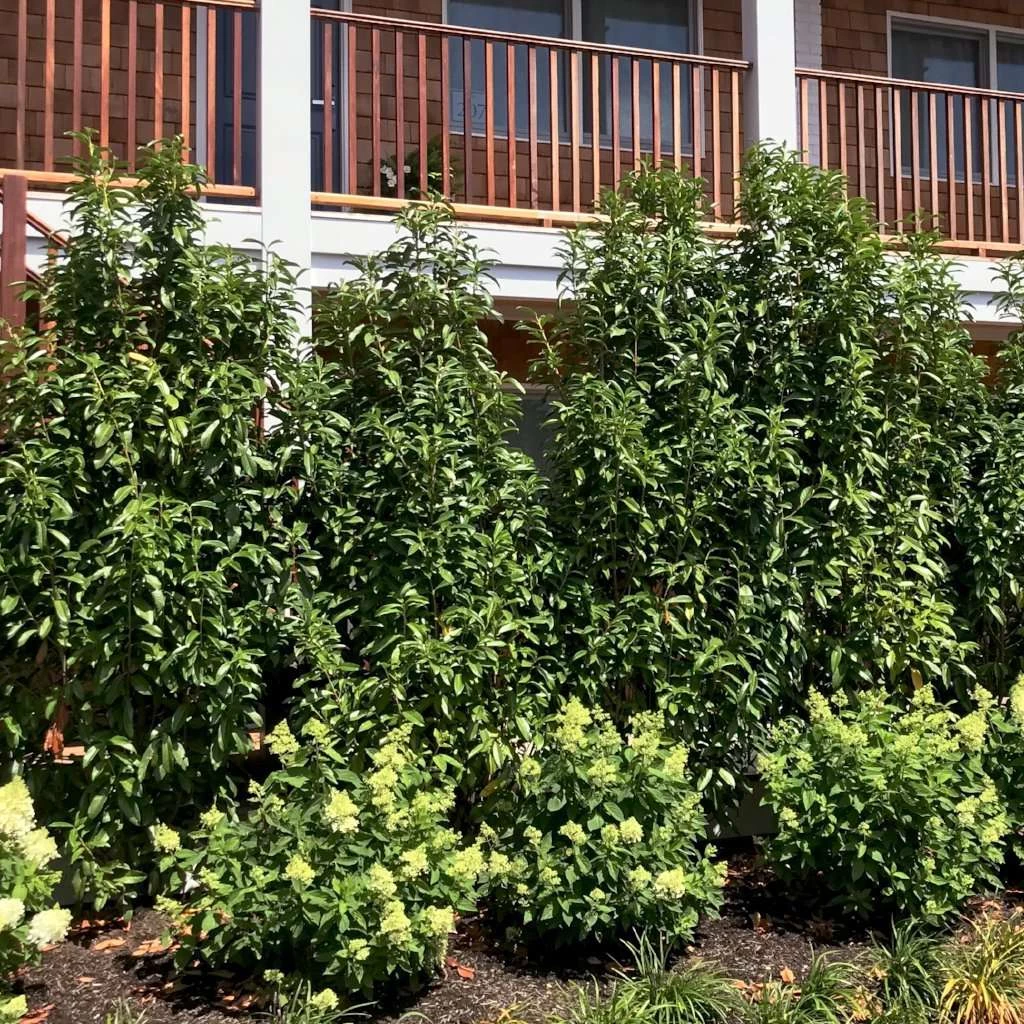 Bay Gardens Laurel 'Mariblon' 9 Bay Gardens Laurel 'Mariblon'