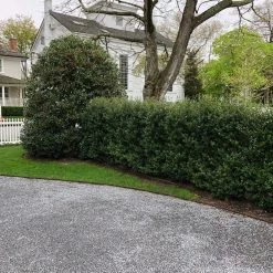 Bay Gardens Ilex Crenata 'Excelsa Schwoebel' Evergreen Shrubs 22 Bay Gardens Ilex Crenata 'Excelsa Schwoebel' Evergreen Shrubs