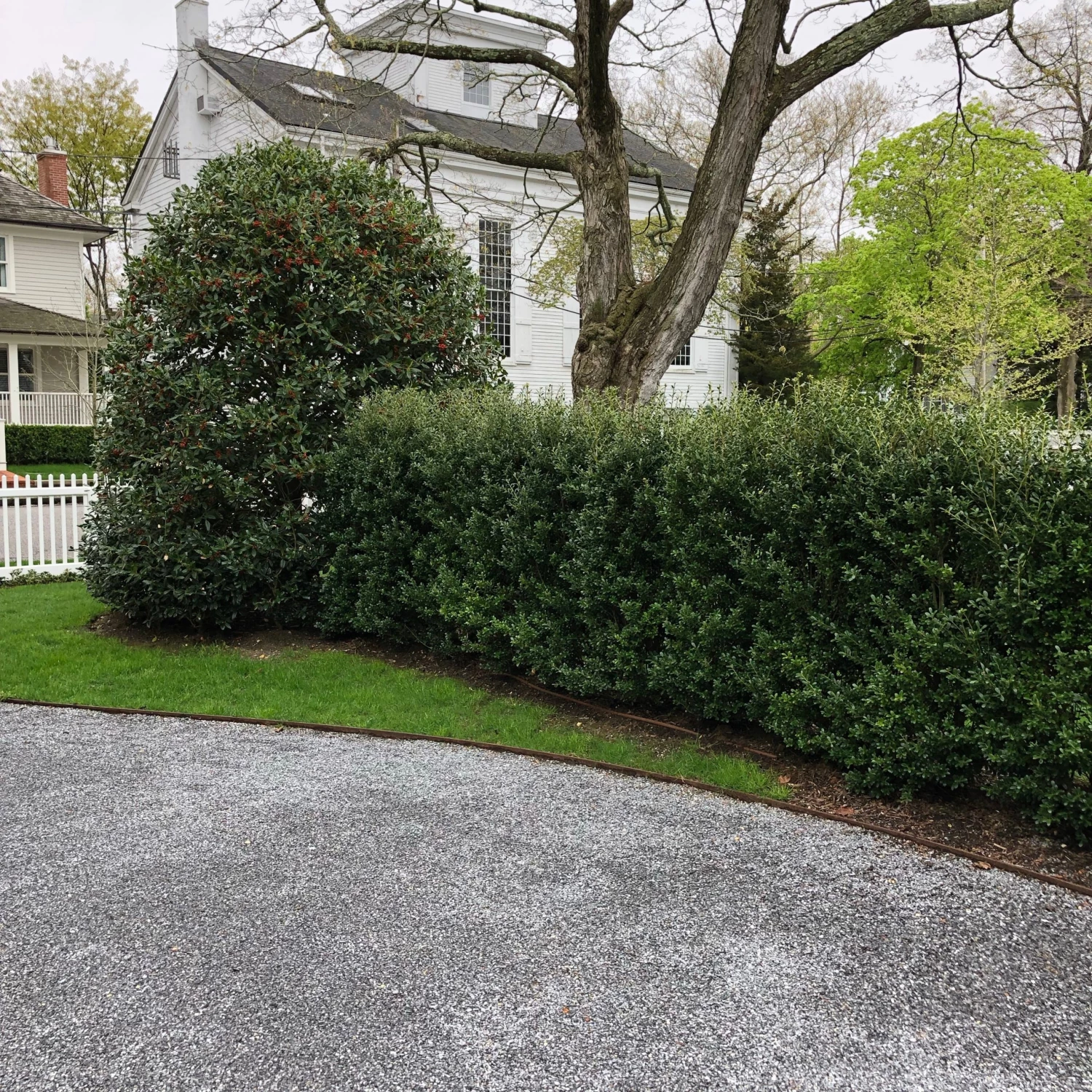 Bay Gardens Ilex Crenata 'Excelsa Schwoebel' Evergreen Shrubs 10 Bay Gardens Ilex Crenata 'Excelsa Schwoebel' Evergreen Shrubs