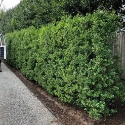 Bay Gardens Ilex Crenata 'Excelsa Schwoebel' Evergreen Shrubs