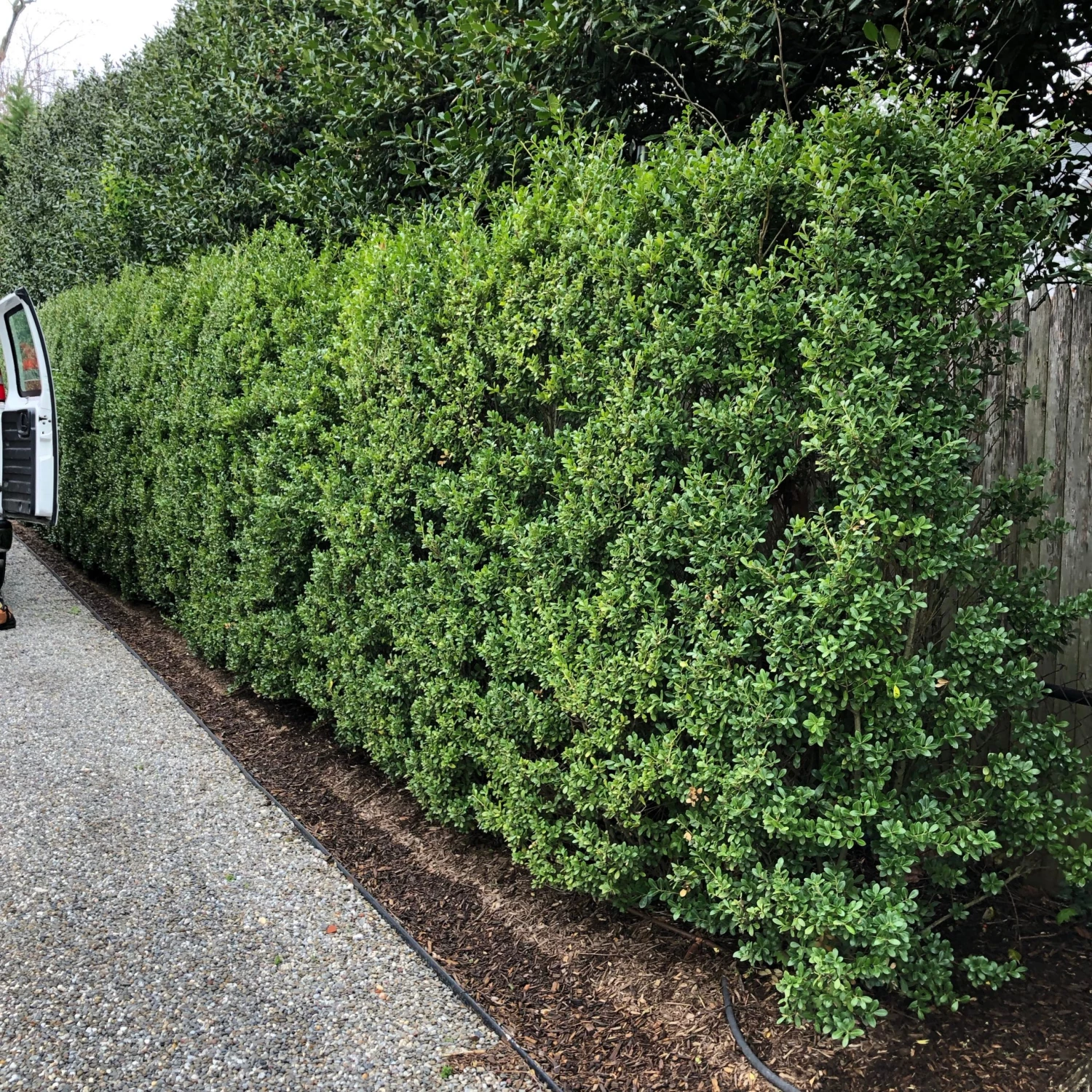Bay Gardens Ilex Crenata 'Excelsa Schwoebel' Evergreen Shrubs 3 Bay Gardens Ilex Crenata 'Excelsa Schwoebel' Evergreen Shrubs