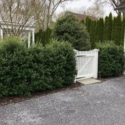 Bay Gardens Ilex Crenata 'Excelsa Schwoebel' Evergreen Shrubs 25 Bay Gardens Ilex Crenata 'Excelsa Schwoebel' Evergreen Shrubs