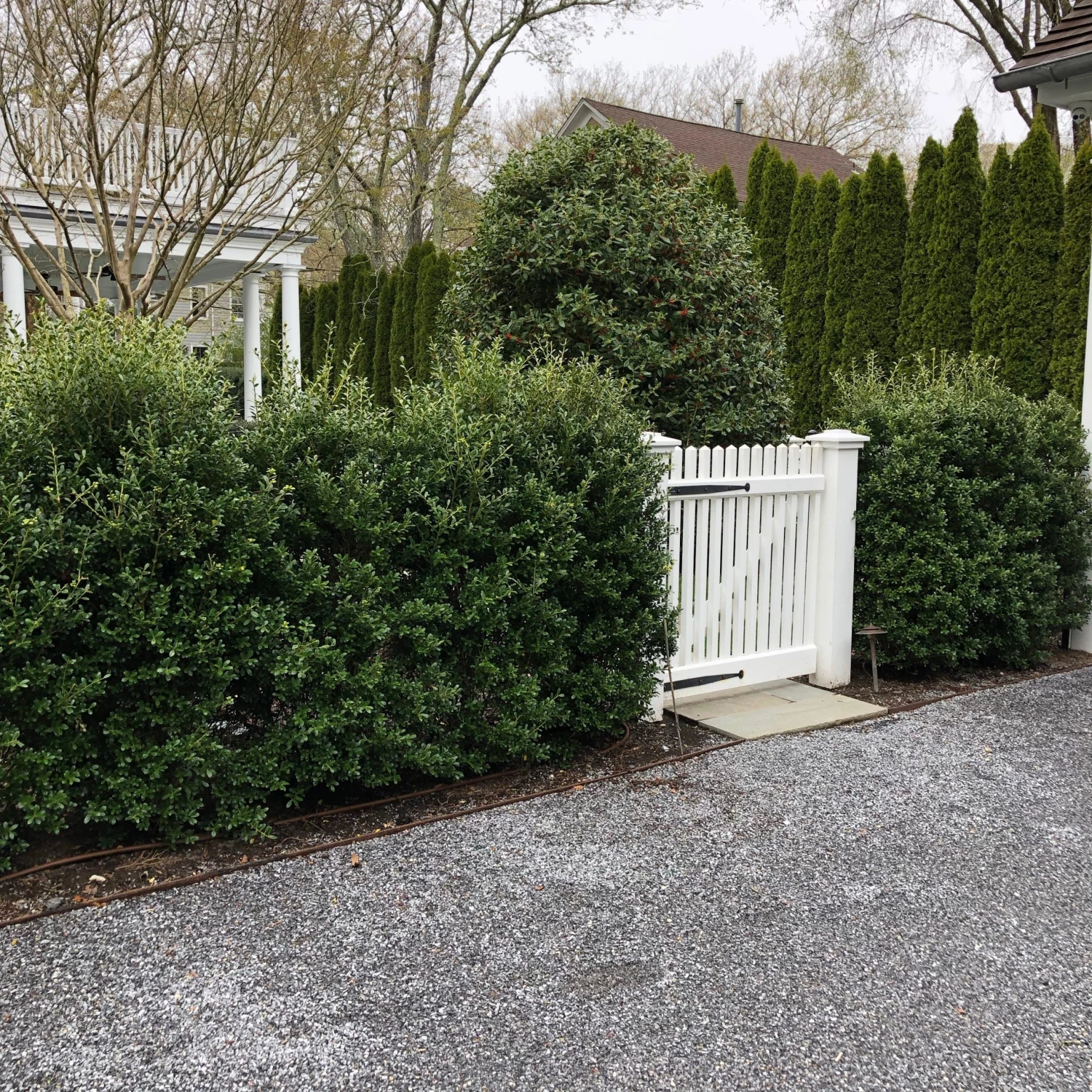 Bay Gardens Ilex Crenata 'Excelsa Schwoebel' Evergreen Shrubs 13 Bay Gardens Ilex Crenata 'Excelsa Schwoebel' Evergreen Shrubs