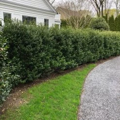 Bay Gardens Ilex Crenata 'Excelsa Schwoebel' Evergreen Shrubs 27 Bay Gardens Ilex Crenata 'Excelsa Schwoebel' Evergreen Shrubs