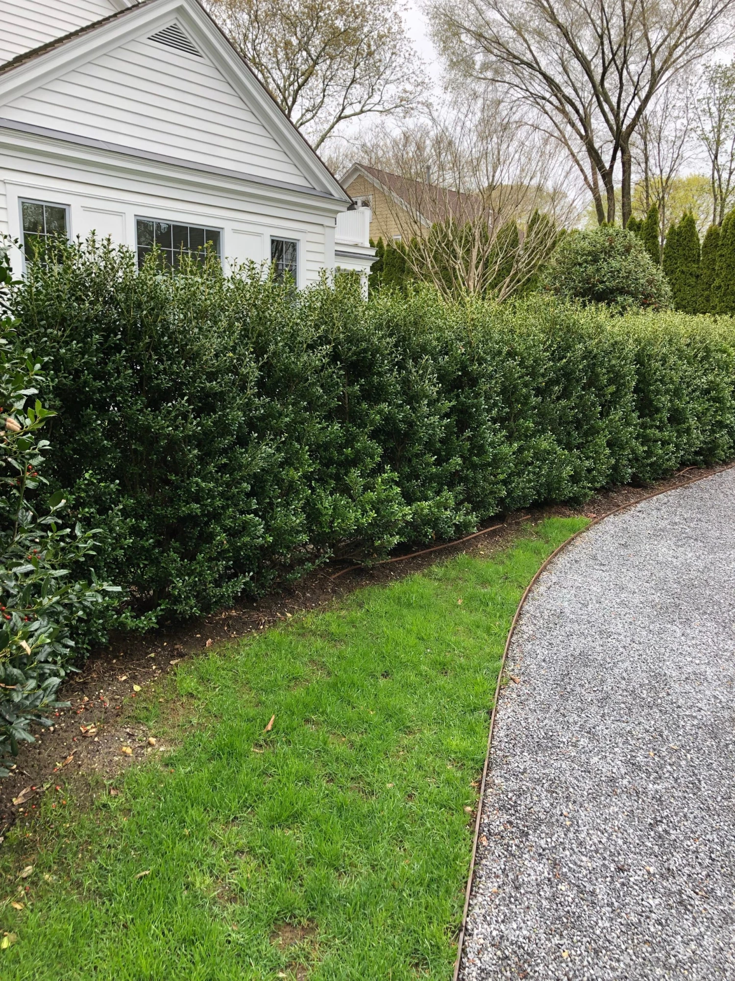 Bay Gardens Ilex Crenata 'Excelsa Schwoebel' Evergreen Shrubs 15 Bay Gardens Ilex Crenata 'Excelsa Schwoebel' Evergreen Shrubs