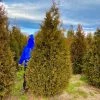 Bay Gardens Arborvitae 'Steeplechase' Privacy Plants