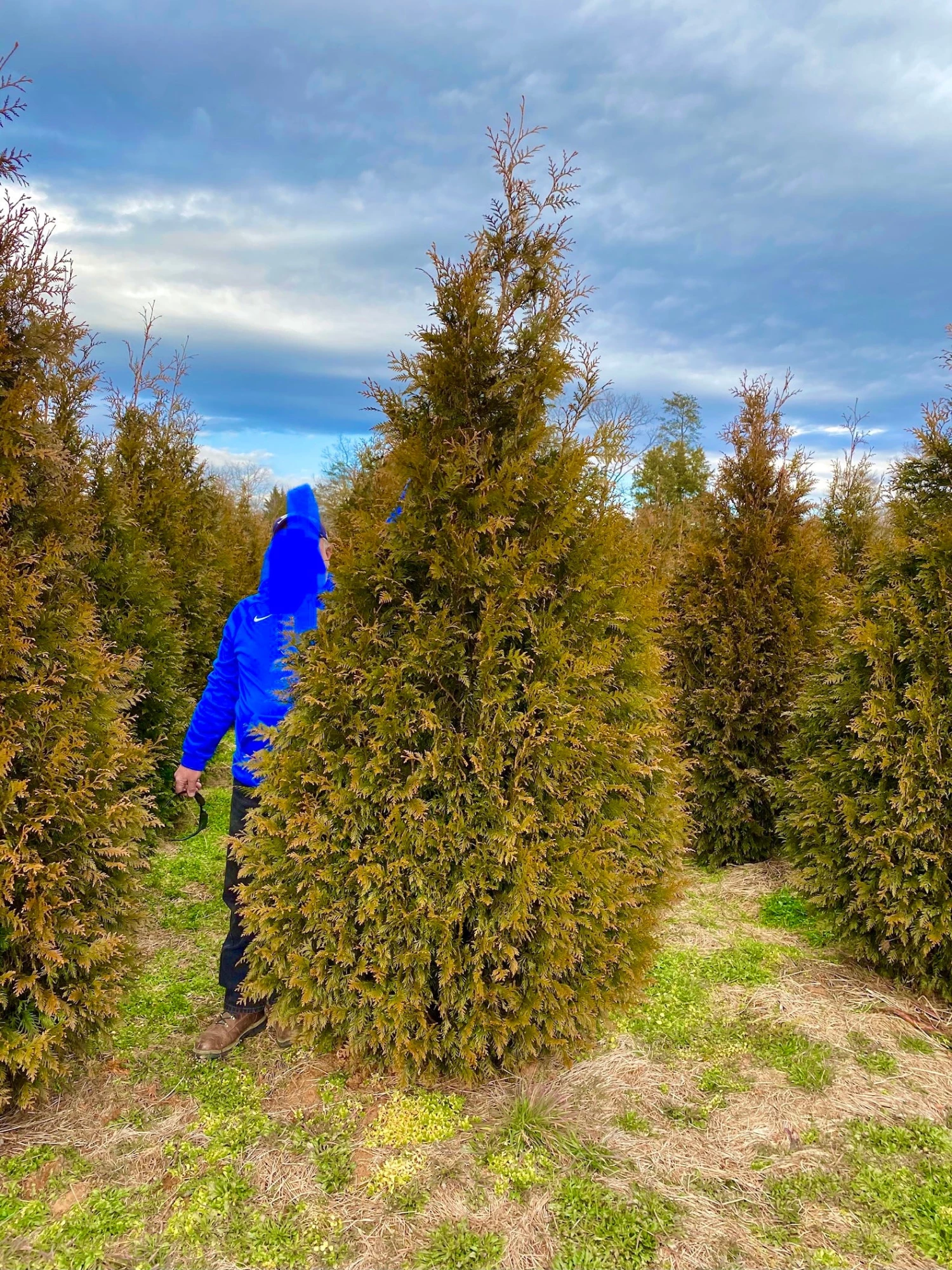 Bay Gardens Arborvitae 'Steeplechase' Privacy Plants 3 Bay Gardens Arborvitae 'Steeplechase' Privacy Plants