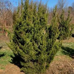 Bay Gardens Ornamental Trees Juniper 'Hollywood'
