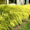 Bay Gardens Deer Resistant Plants Hakonechloa Macra 'All Gold' - Japanese Forest Grass