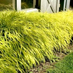 Bay Gardens Deer Resistant Plants Hakonechloa Macra 'All Gold' - Japanese Forest Grass