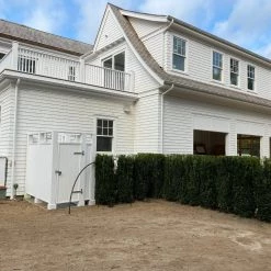 Bay Gardens Boxwood 'Dee Runk' Privacy Plants 17 Bay Gardens Boxwood 'Dee Runk' Privacy Plants