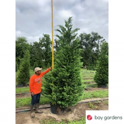 Bay Gardens NY Privacy Plants Leyland Cypress