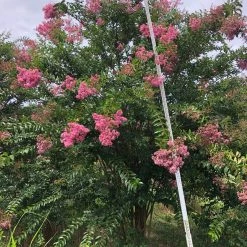 Bay Gardens Crape Myrtle Sioux (pink)