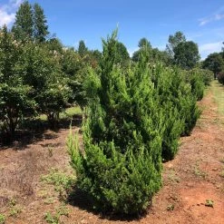 Bay Gardens Ornamental Trees Juniper 'Hollywood'