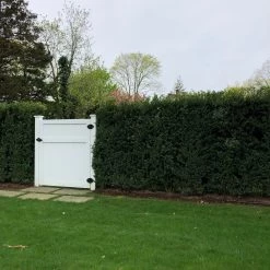 Bay Gardens Ilex Crenata 'Excelsa Schwoebel' Evergreen Shrubs 18 Bay Gardens Ilex Crenata 'Excelsa Schwoebel' Evergreen Shrubs