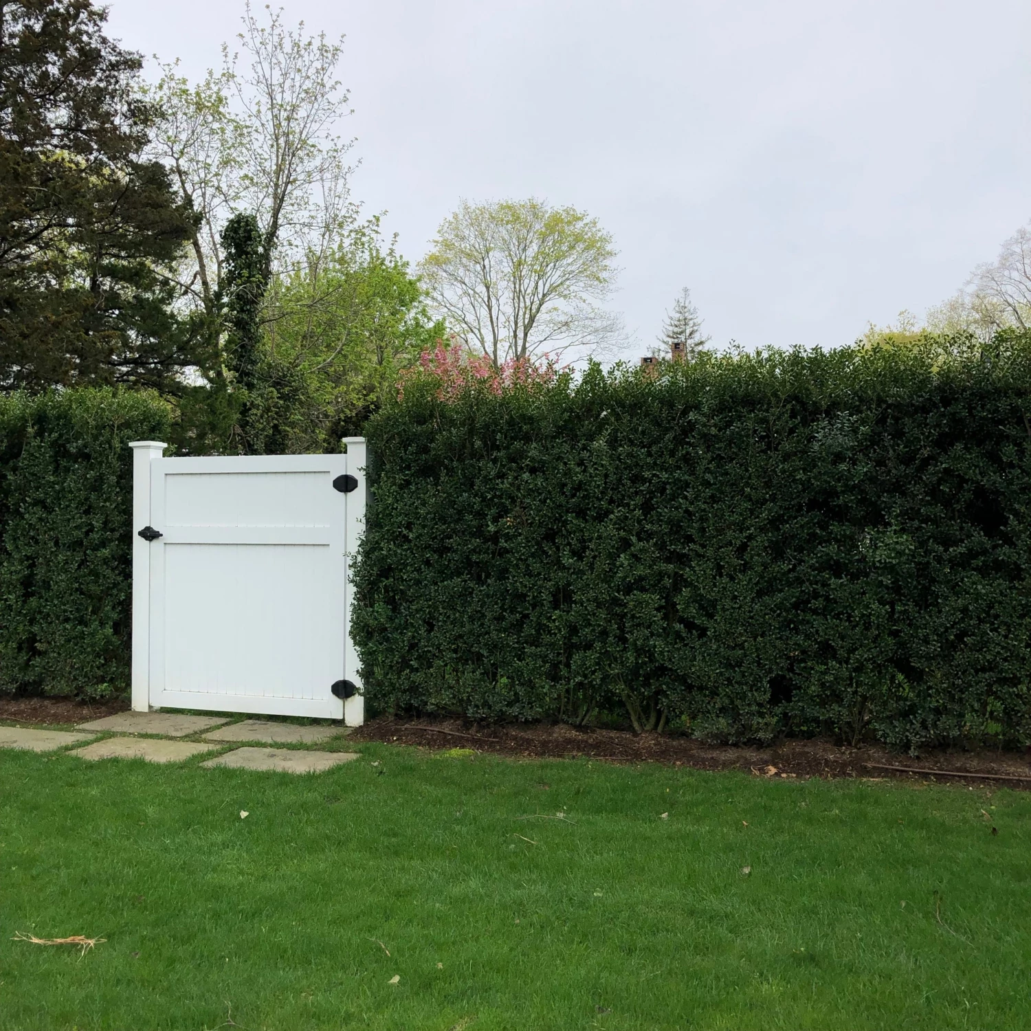 Bay Gardens Ilex Crenata 'Excelsa Schwoebel' Evergreen Shrubs 6 Bay Gardens Ilex Crenata 'Excelsa Schwoebel' Evergreen Shrubs