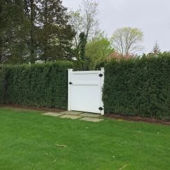 Bay Gardens Ilex Crenata 'Excelsa Schwoebel' Evergreen Shrubs