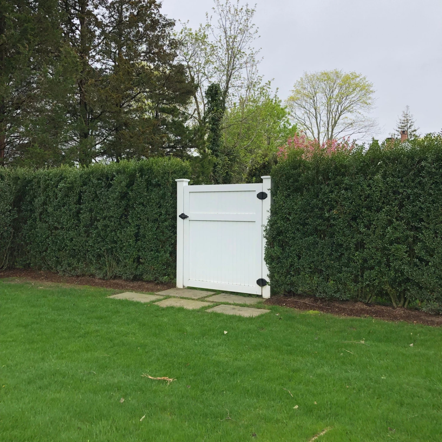 Bay Gardens Ilex Crenata 'Excelsa Schwoebel' Evergreen Shrubs 4 Bay Gardens Ilex Crenata 'Excelsa Schwoebel' Evergreen Shrubs