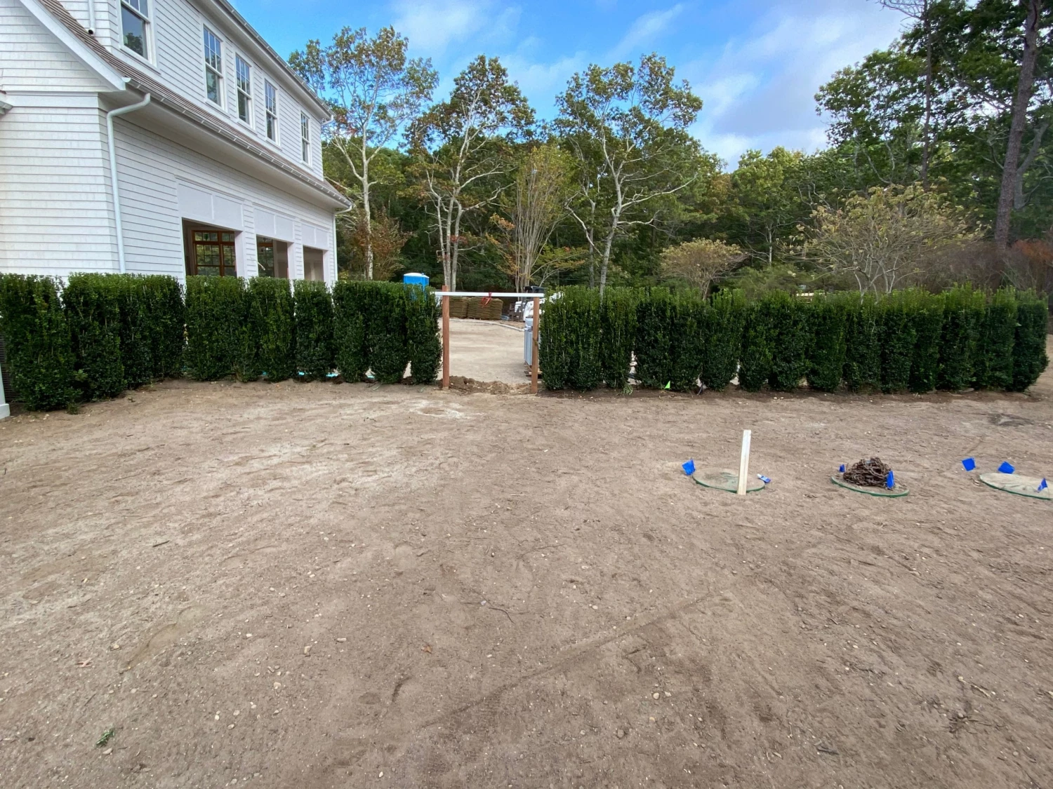 Bay Gardens Boxwood 'Dee Runk' Privacy Plants 8 Bay Gardens Boxwood 'Dee Runk' Privacy Plants