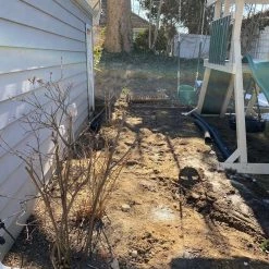 Bay Gardens Boxwood 'Dee Runk' Privacy Plants 14 Bay Gardens Boxwood 'Dee Runk' Privacy Plants