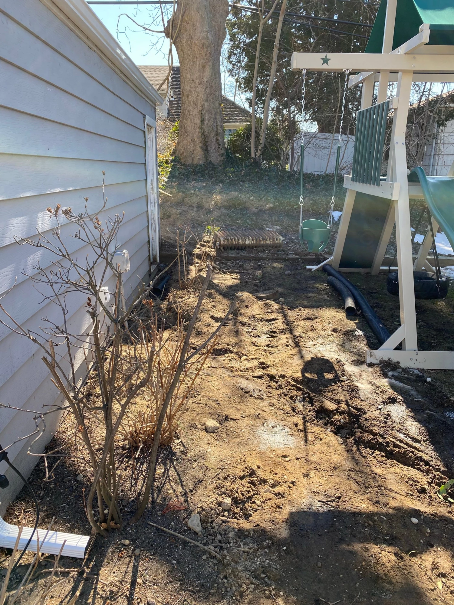 Bay Gardens Boxwood 'Dee Runk' Privacy Plants 7 Bay Gardens Boxwood 'Dee Runk' Privacy Plants